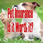 Pet Insurance: Is it Worth it?